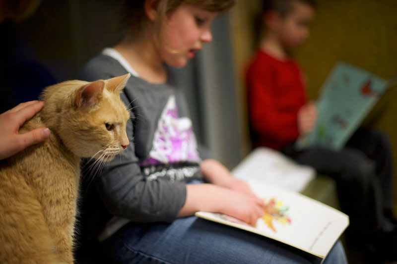 Kids in US reading to cats