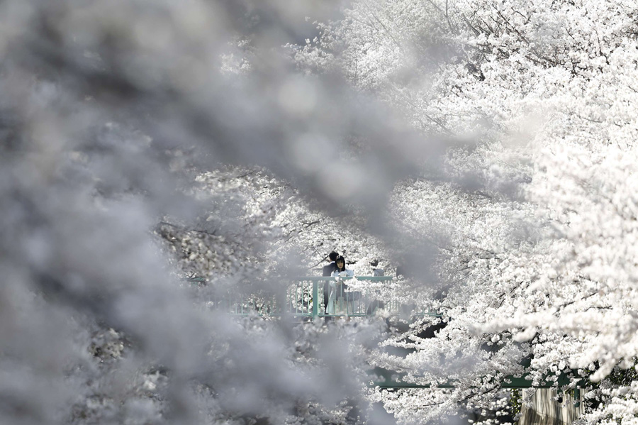 Cherry blossoms in full bloom in Tokyo