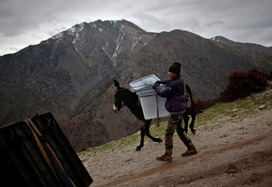 Ballot boxes on donkeys in Afghanistan