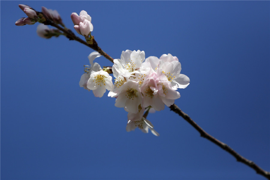 People enjoy cherry blossoms in Washington