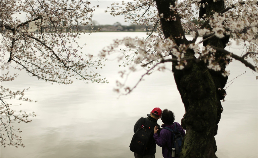 People enjoy cherry blossoms in Washington