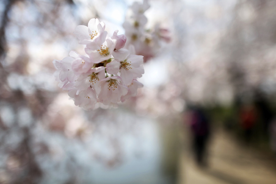 People enjoy cherry blossoms in Washington