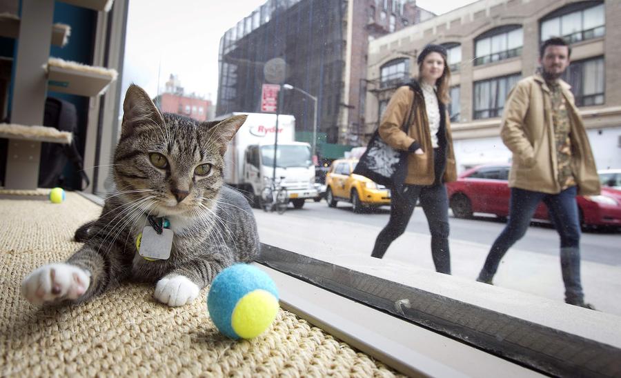 Pop-up cat cafe opens in New York