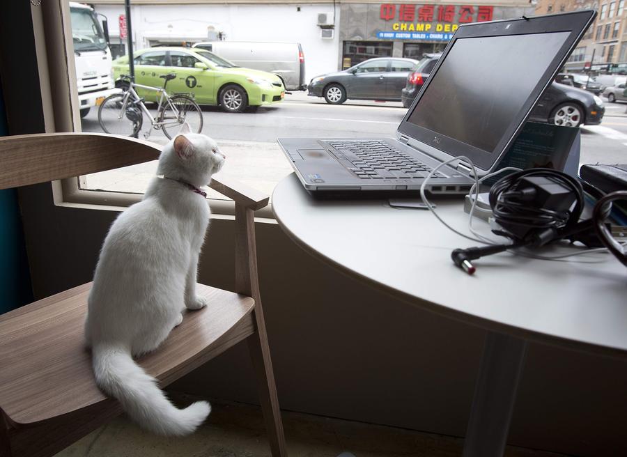 Pop-up cat cafe opens in New York