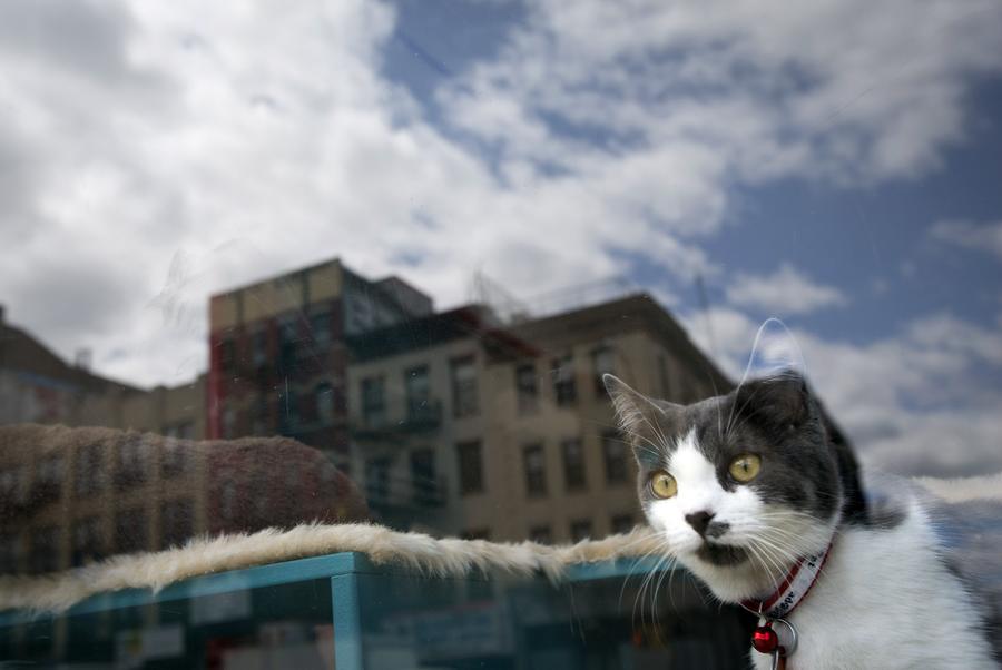 Pop-up cat cafe opens in New York