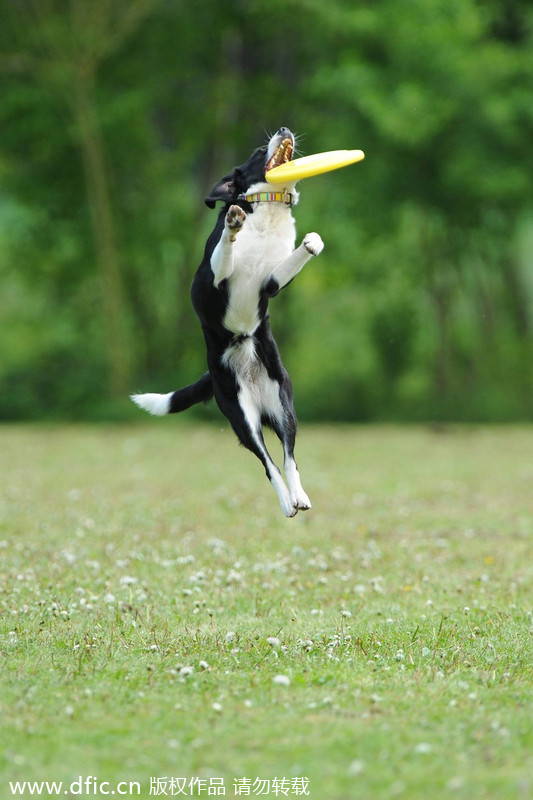 Flying disks go to dogs