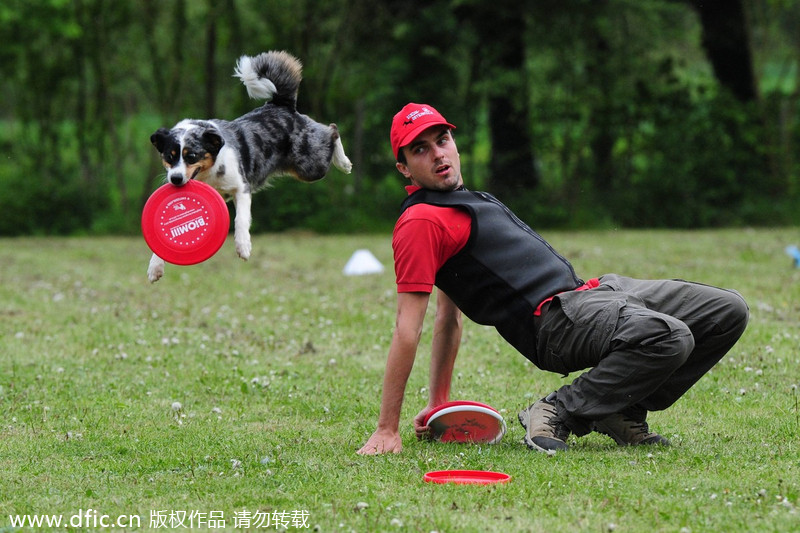 Flying disks go to dogs