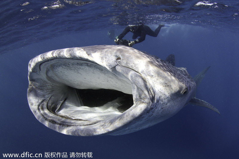 Underwater photo contest captures beauty of the deep