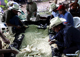 Corn-eating championship in Florida