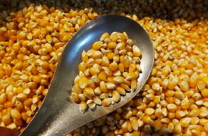 Corn-eating championship in Florida