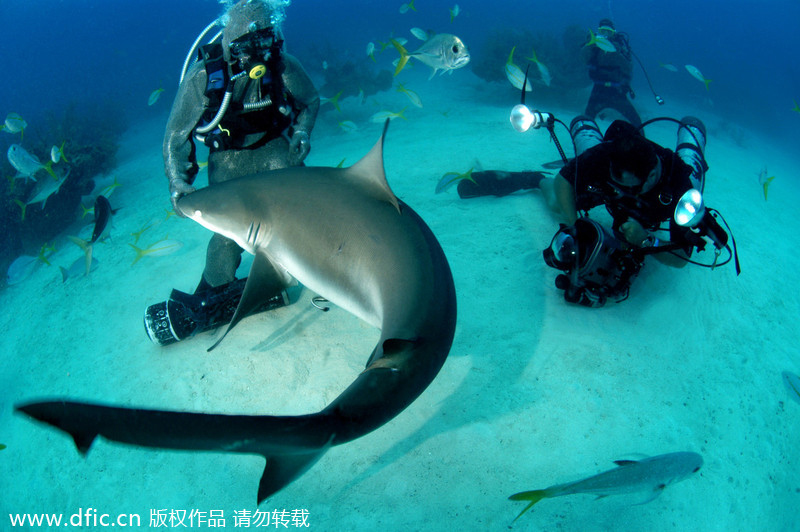 Beauty dives with sharks