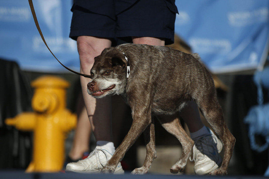 World's Ugliest Dog Contest