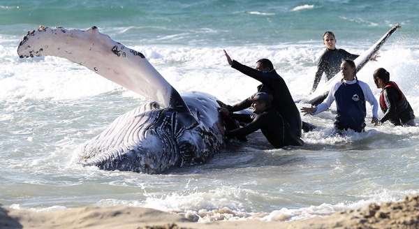 Whale stranded on Gold Coast