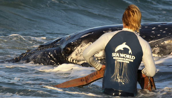 Whale stranded on Gold Coast