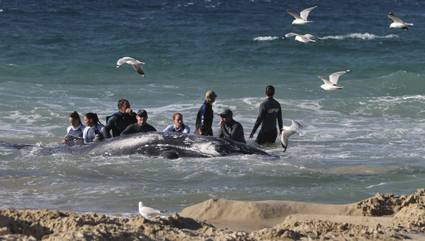 Whale stranded on Gold Coast