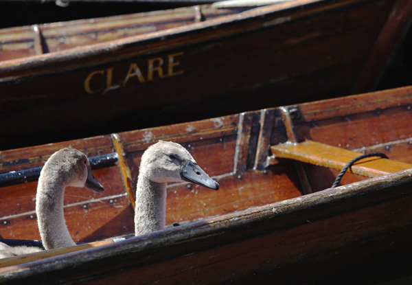 Swans meet their Royal match in annual English census