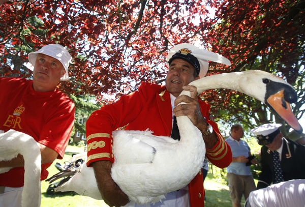 Swans meet their Royal match in annual English census