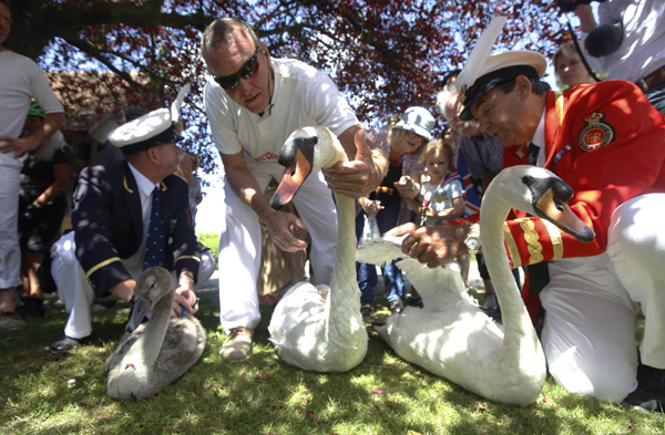 Swans meet their Royal match in annual English census