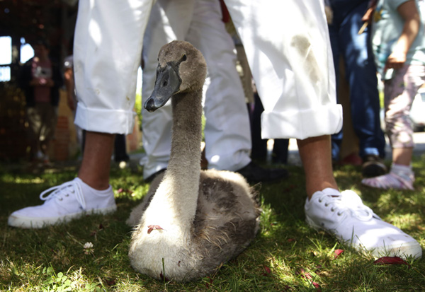 Swans meet their Royal match in annual English census