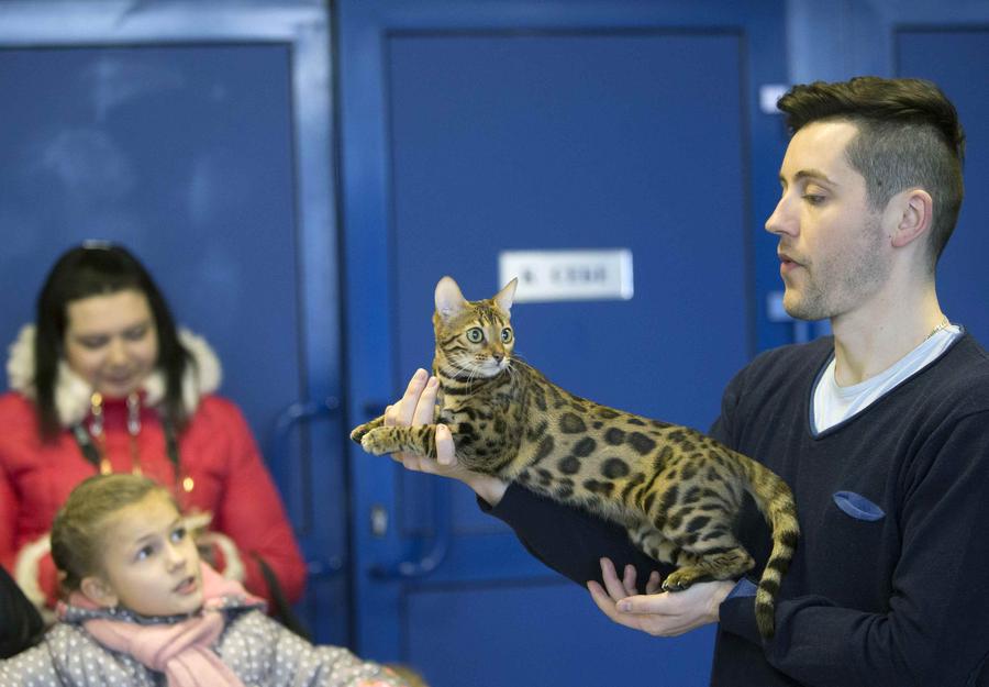 Cats exhibition held in Minsk