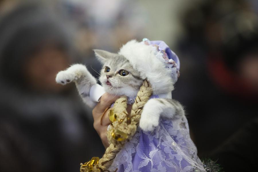 Cats exhibition held in Minsk