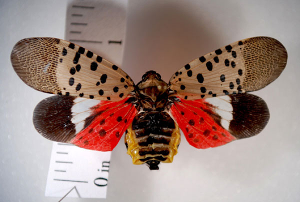 Spotted lanternfly invades US