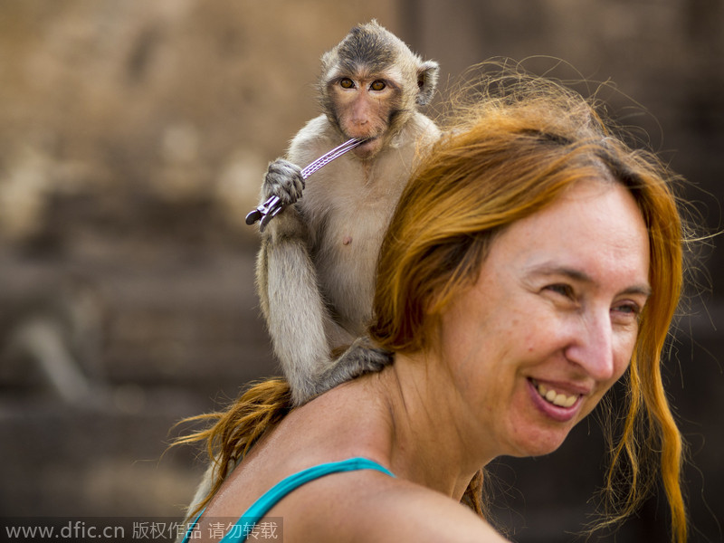 Monkeys have their 'Thanksgiving' in Thailand