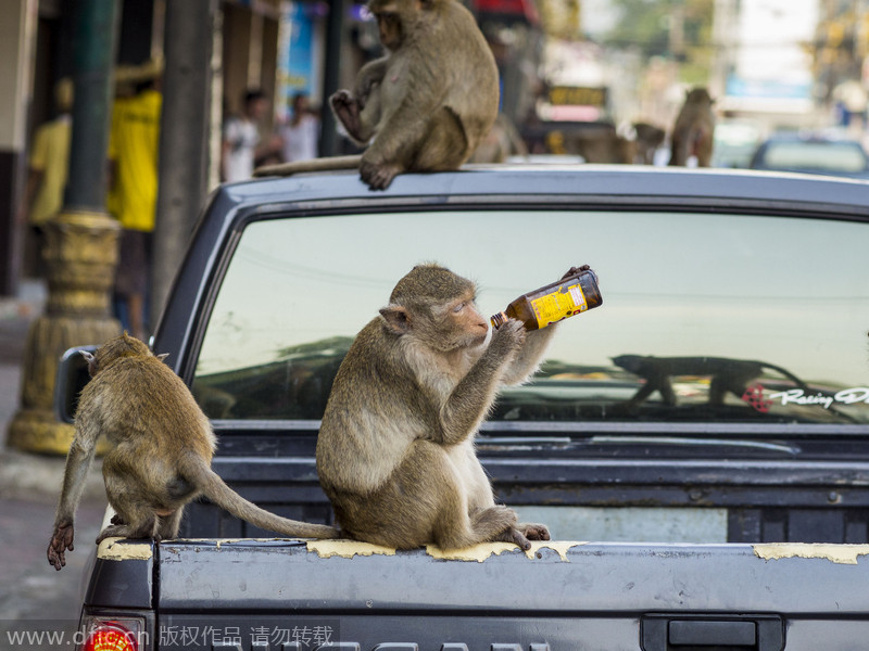 Monkeys have their 'Thanksgiving' in Thailand