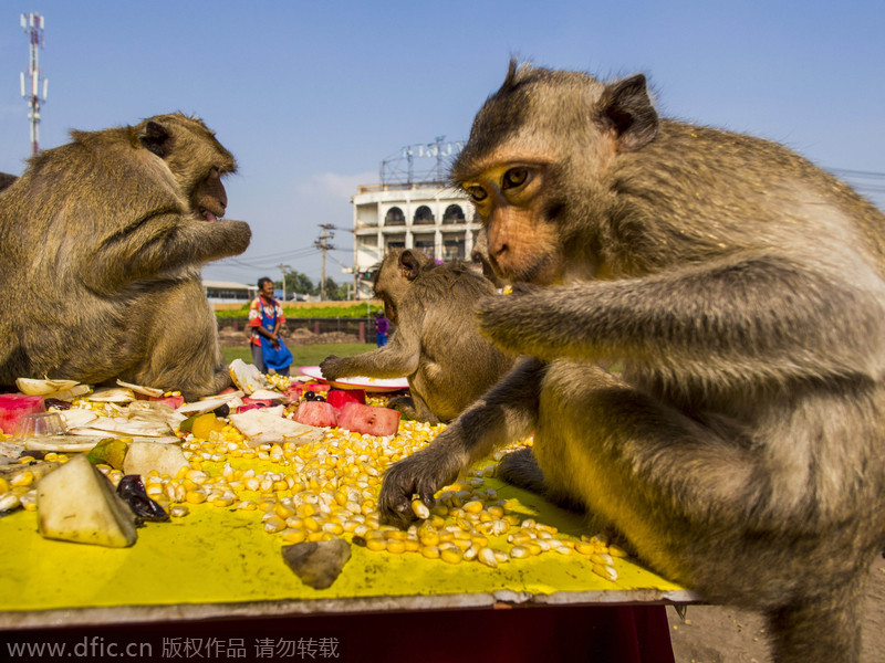 Monkeys have their 'Thanksgiving' in Thailand