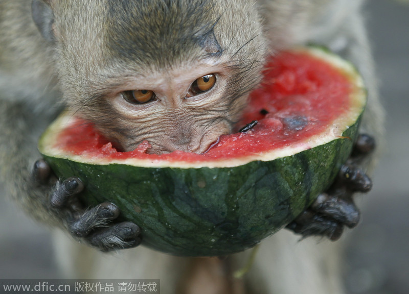 Monkeys have their 'Thanksgiving' in Thailand