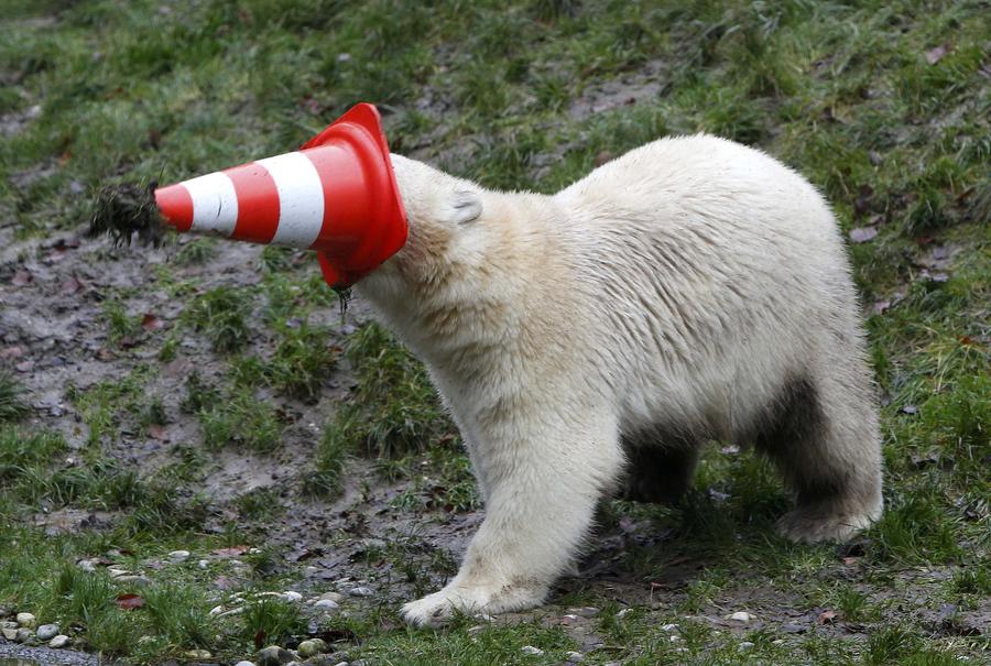 Polar bear twins celebrate 1st birthday