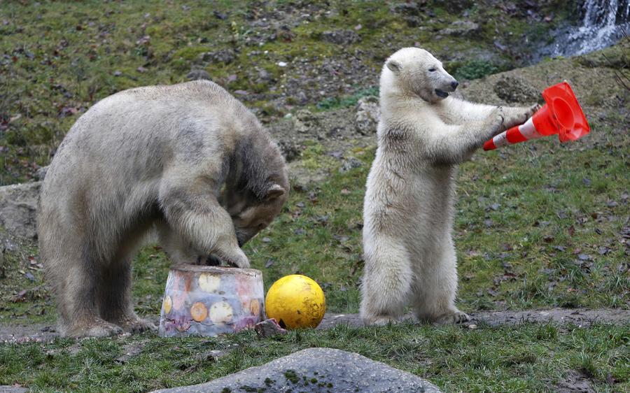 Polar bear twins celebrate 1st birthday