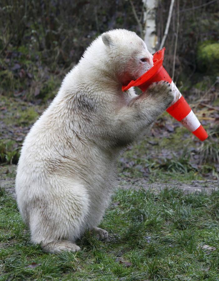 Polar bear twins celebrate 1st birthday