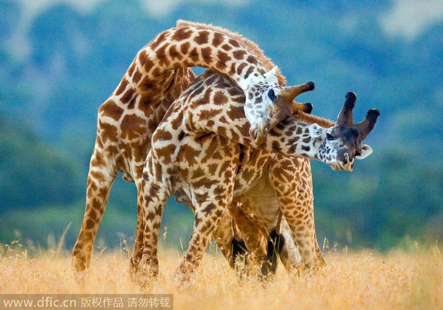 Giraffes, elegant dancers