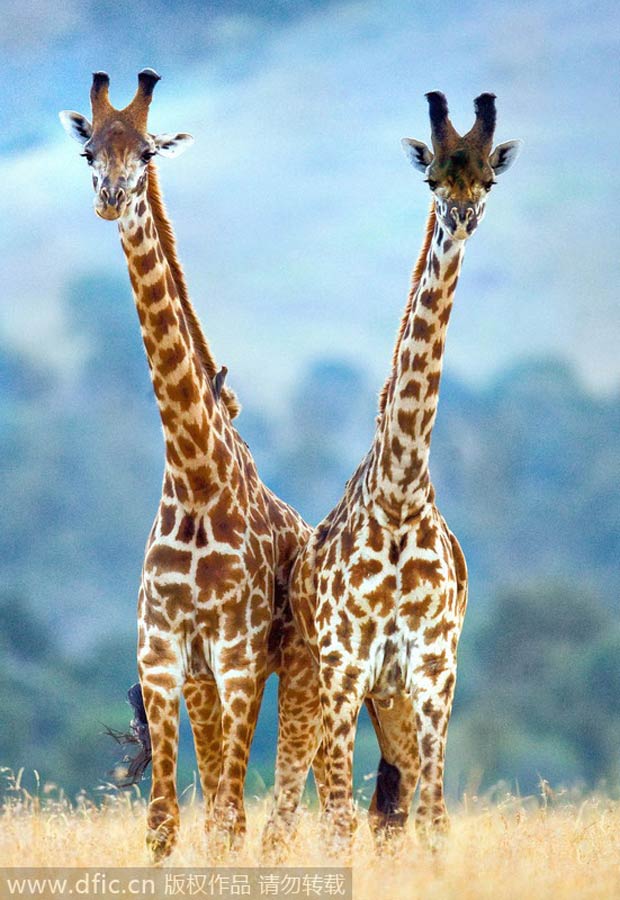 Giraffes, elegant dancers