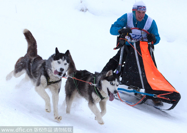 Dogs compete at the Siberean Cup