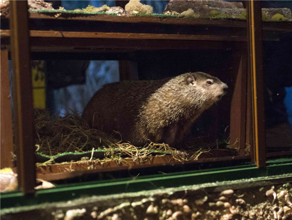 US groundhog Phil predicts six more weeks of winter