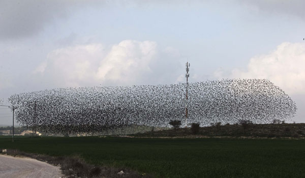 Flock of migrating starlings in Israel makes for stunning images