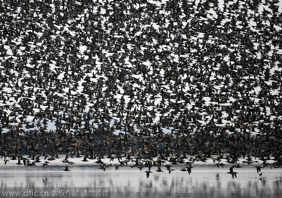 Animals' treacherous journey: far more spectacular than 'chunyun'