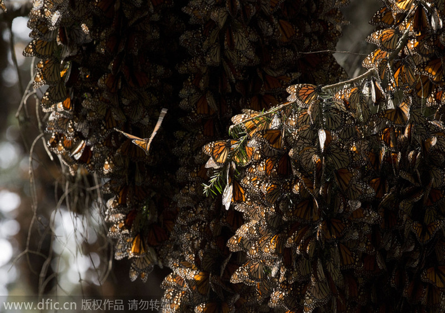 Animals' treacherous journey: far more spectacular than 'chunyun'