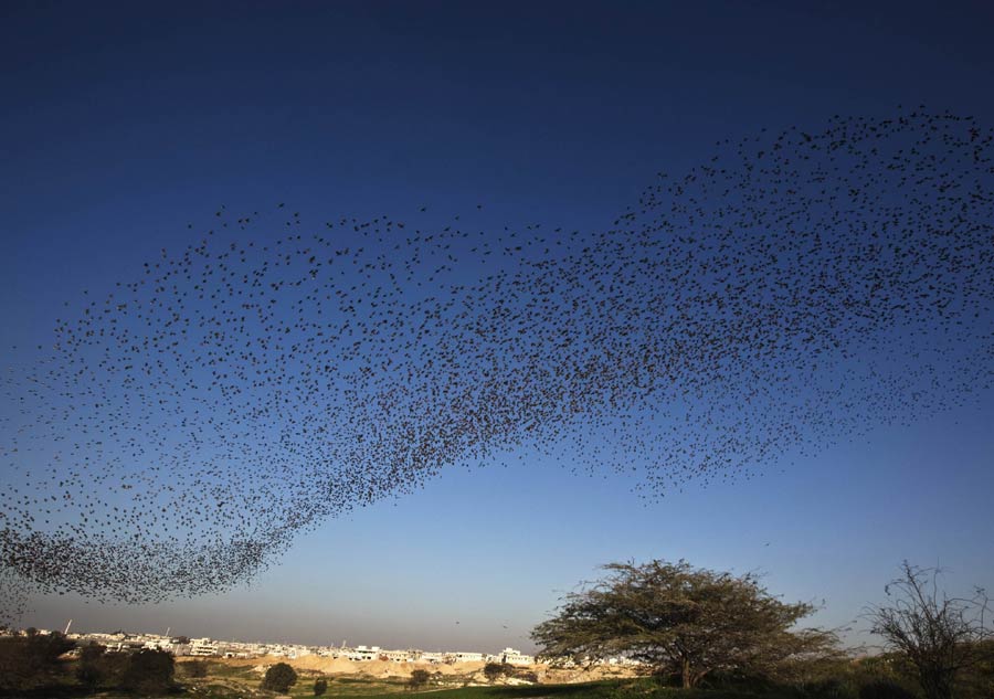 The world in photos: Feb 2-8