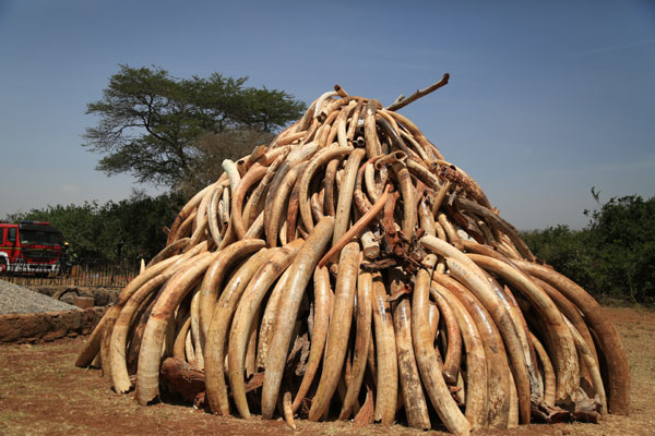 Kenya burns 15 tonnes of confiscated ivory in fighting poachers