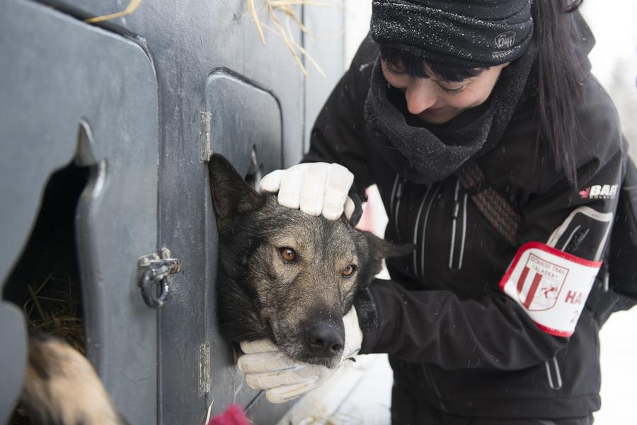 Iditarod Trail Sled Dog race paves a new way