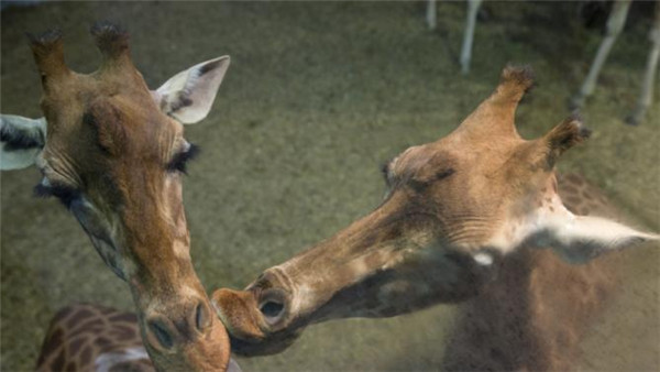 'Behind-the-scenes' visit at Paris Zoological Park