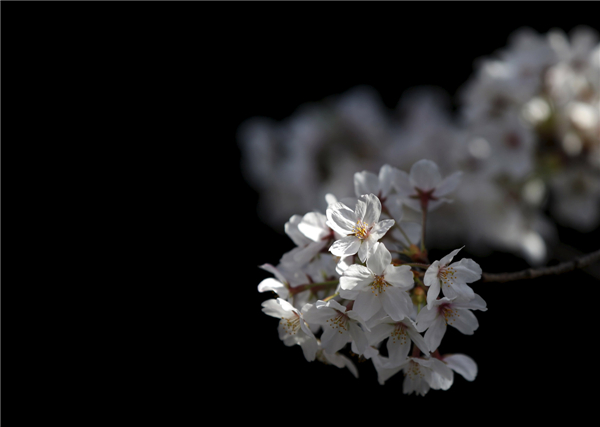 Welcome cherry blossom season in Tokyo