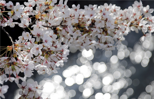 Welcome cherry blossom season in Tokyo