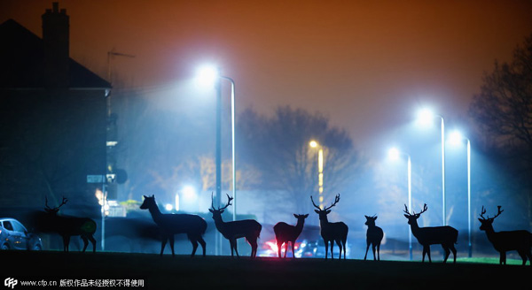 Deer roam the neighbourhood in London