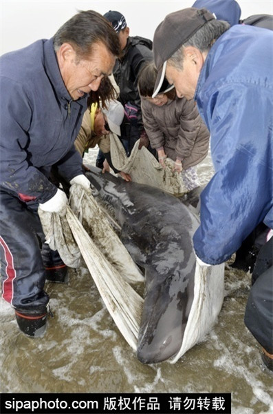 People rescue beached dolphins in Japan