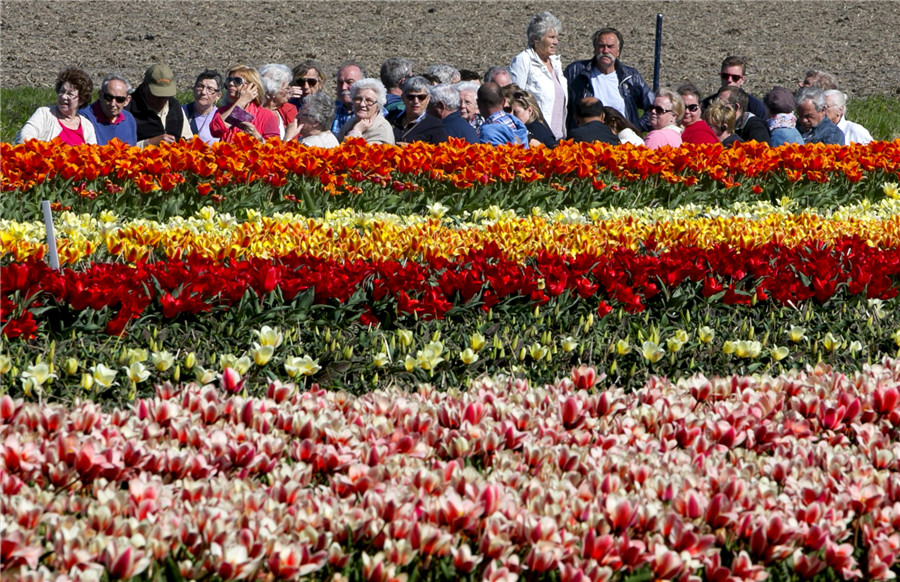 Flower fields bloom, brighten the Netherlands