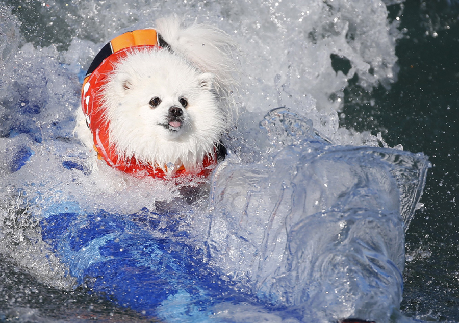 Dogs surf in contest in California